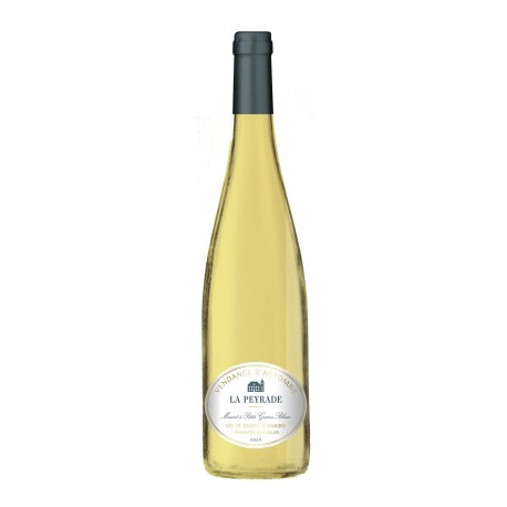 Vendange d'Automne : Muscat de Frontignan (vin doux naturel) AOC Muscat de Frontignan du Château de La Peyrade, à Frontignan